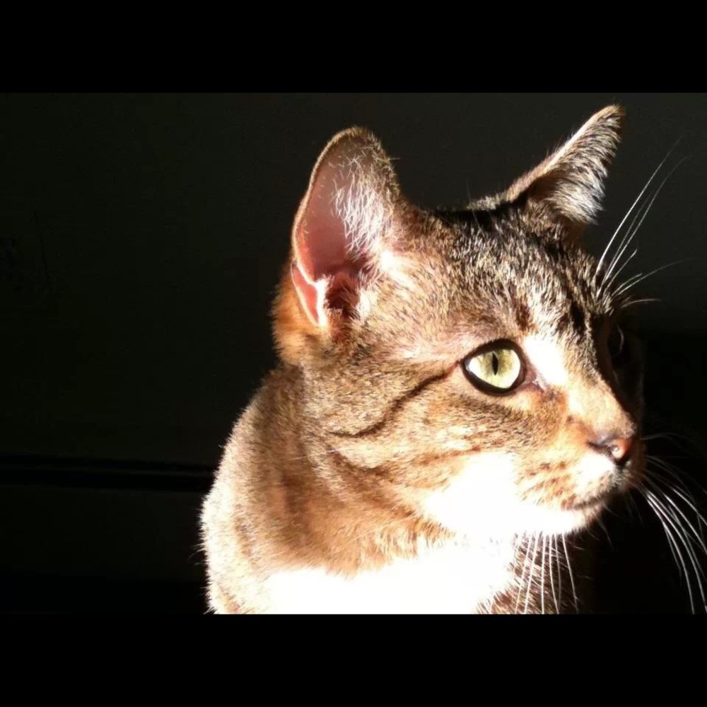 Meet your Posher, Alison